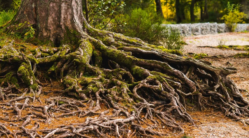 Baum mit vielen Wurzeln